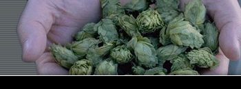 hops